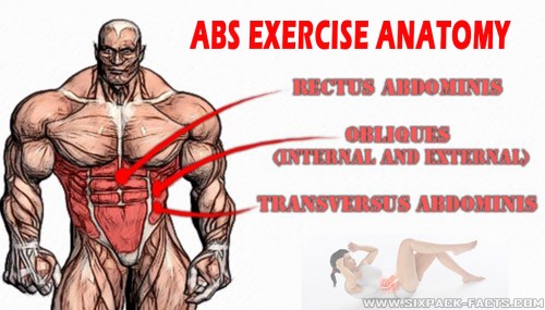 Abs Exercise Anatomy