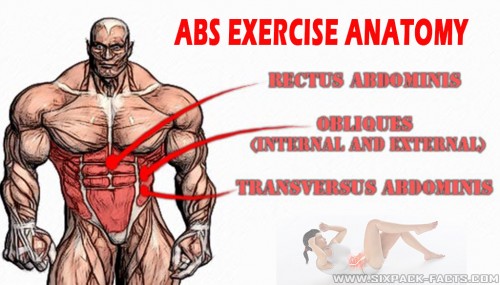 Abs Exercise Anatomy