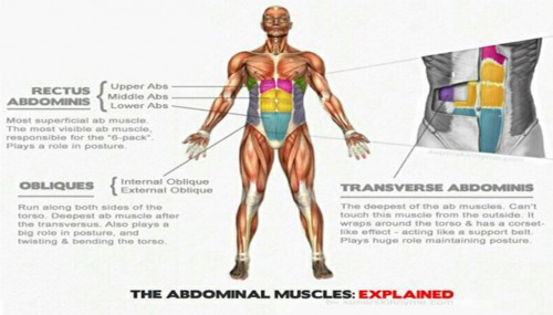 DEFINED ABS & BODY FAT PERCENTAGE