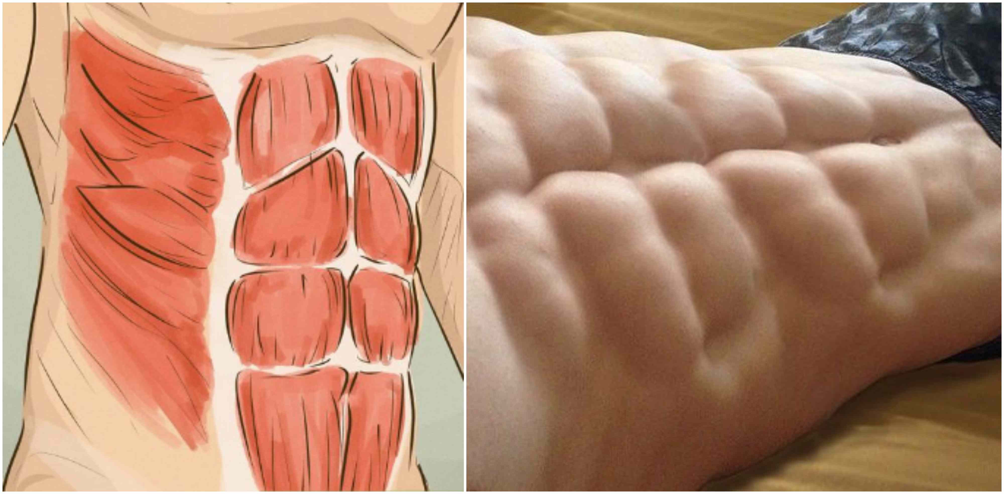 Почему сводит живот. Мышцы пресса. Мышцы брюшного пресса. Внутренние мышцы живота. Косые мышцы пресса.